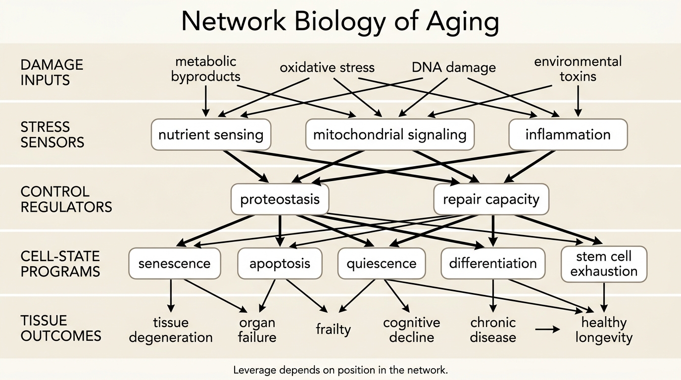 A 2026 LifeMeter analysis of how network biology identifies higher-leverage aging regulators and where master-control claims still outrun tissue reality.