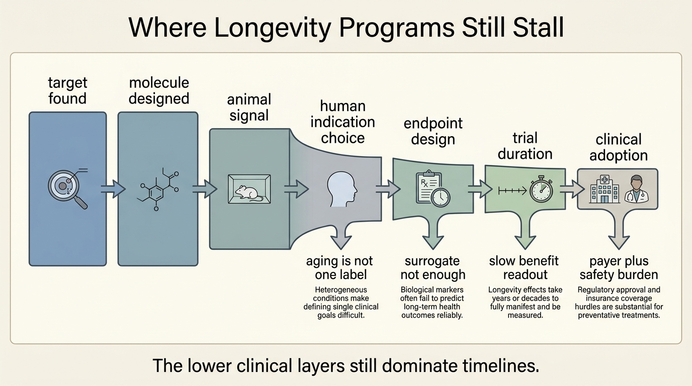 Bottleneck map showing AI-assisted discovery feeding into biological validation, safety, indication design, endpoint choice, trial duration, and reimbursement logic.