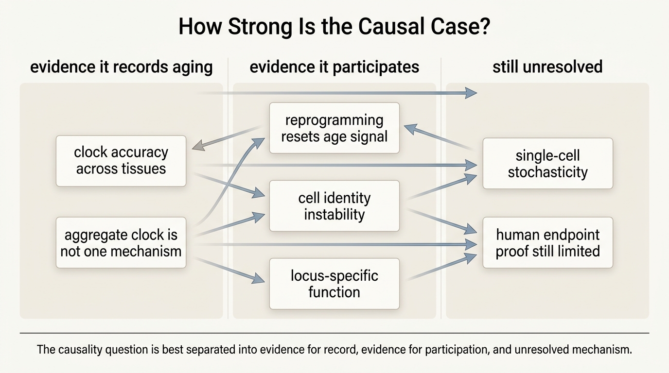 Grid separating evidence that DNA methylation drift is an aging record, evidence that it participates functionally, and areas where causality remains unresolved.