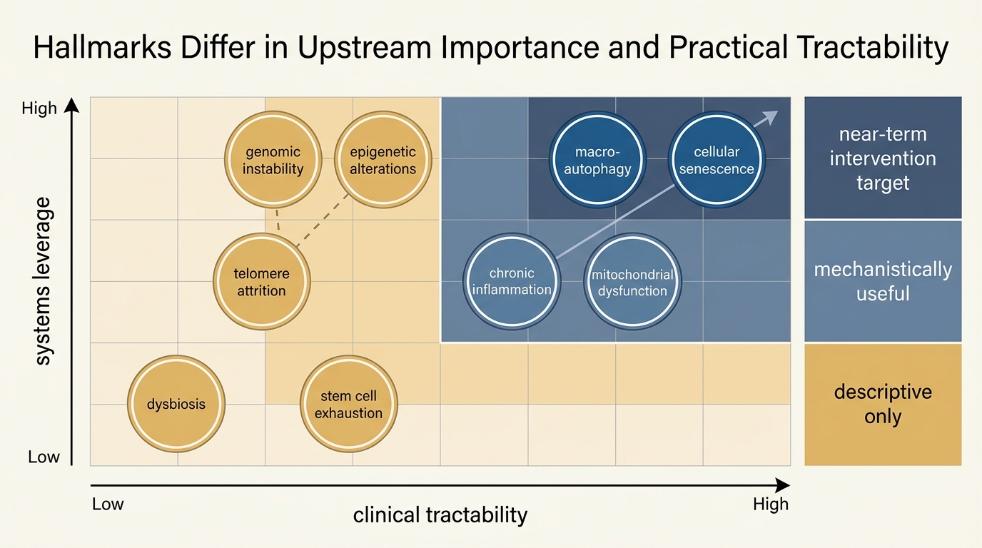 Editorial matrix comparing hallmarks by systems leverage and clinical tractability.
