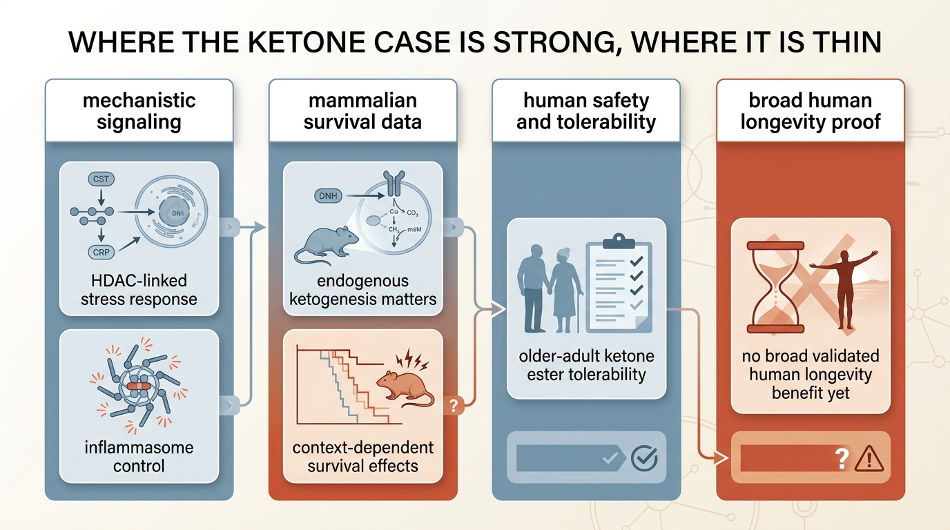Matrix separating established fuel physiology, signaling evidence, selected animal longevity signal, and still-unresolved human healthy-aging proof for ketones.