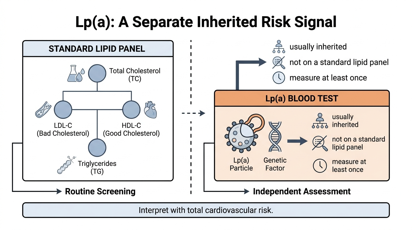 Lp(a) is a mostly inherited cardiovascular risk signal that standard lipid panels omit.